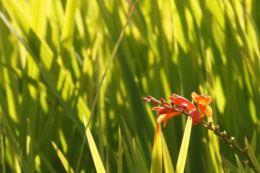 Montbretia (Crocosmia X `Emily Mckenzie`) — Mulching can assist in retaining soil moisture and keeping roots cool.<br><br>For the landscape designer