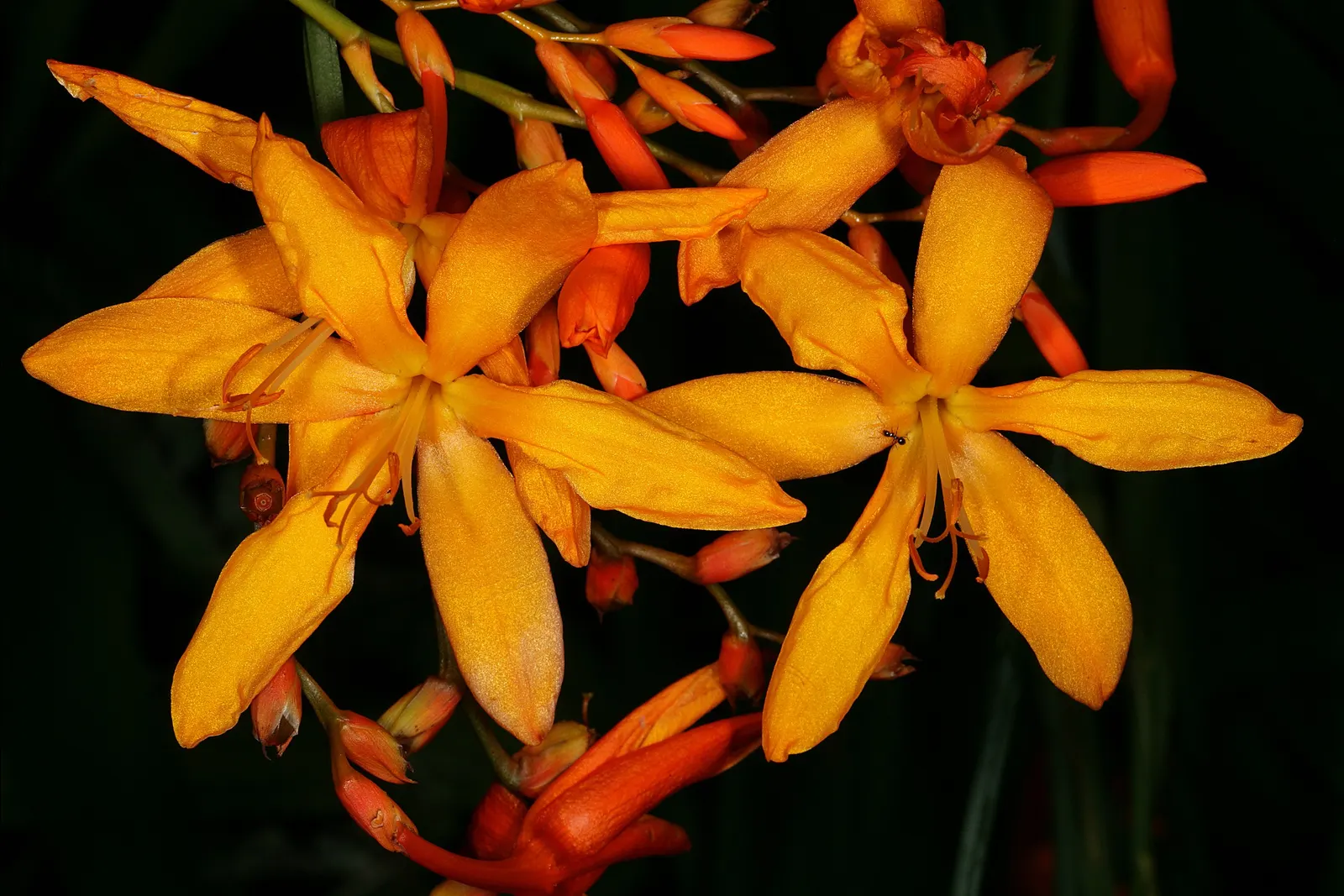 Montbretia (Crocosmia X `Emily Mckenzie`) — Montbretia 'Emily McKenzie' is a striking perennial