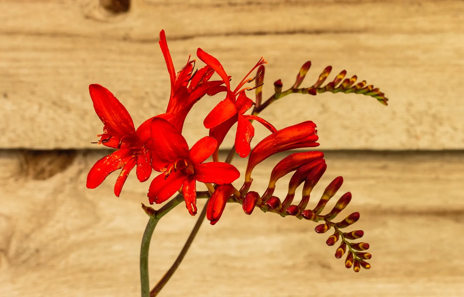 Montbretia (Crocosmia X `Emily Mckenzie`) — though it may benefit from regular watering during dry spells