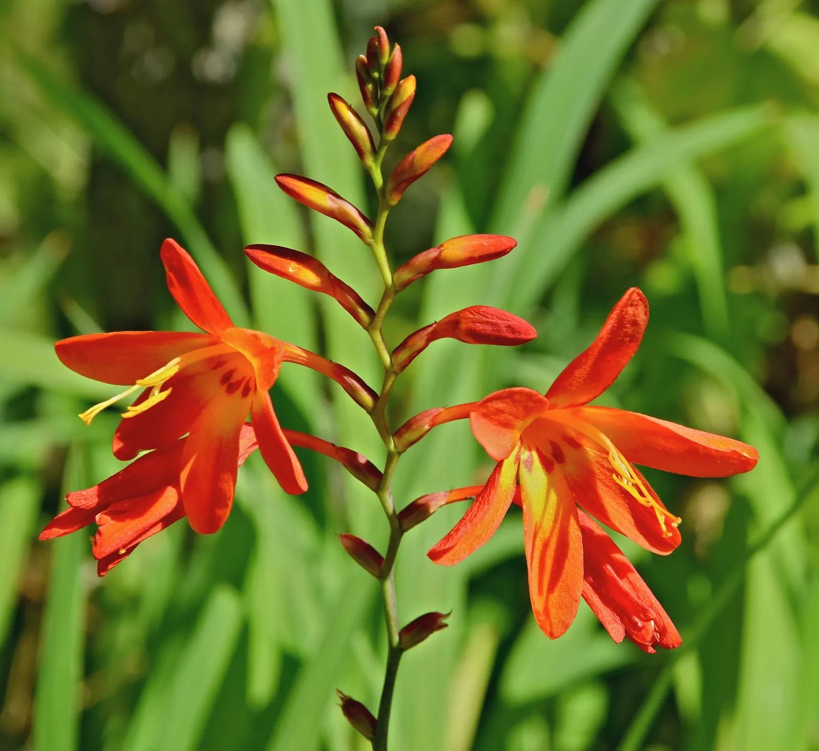 Montbretia (Crocosmia X `Emily Mckenzie`) — blooming late summer to early fall; incorporating Montbretia `Emily McKenzie` offers an opportunity to, image 81
