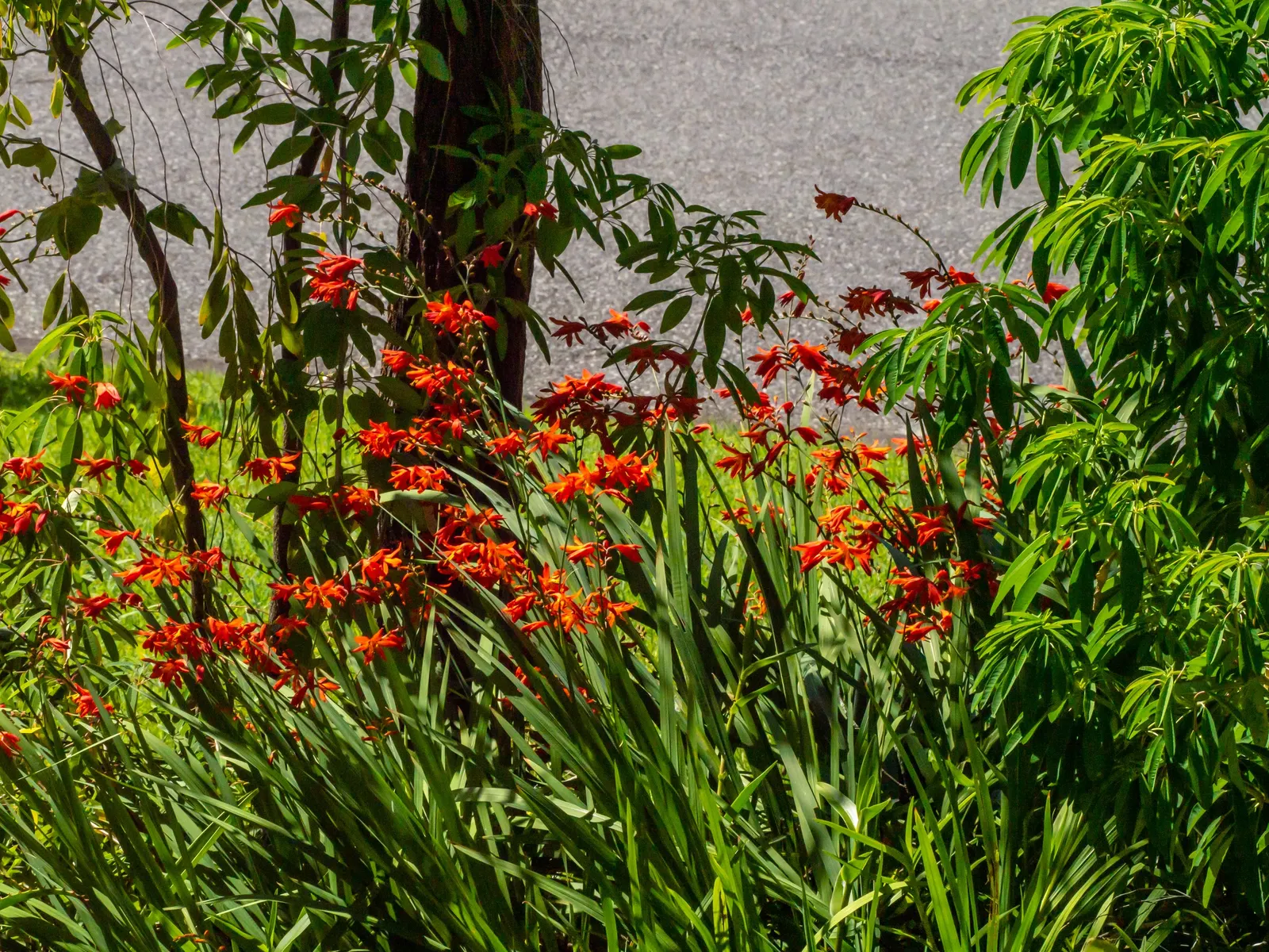 Montbretia (Crocosmia X `Emily Mckenzie`) — orange flowers in the garden; this cultivar shines with its distinctive