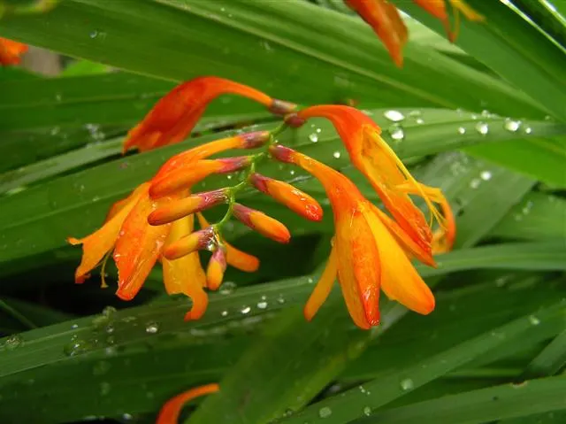 Montbretia (Crocosmia X `Emily Mckenzie`) — orange flowers in the garden; this cultivar shines with its distinctive, image 102