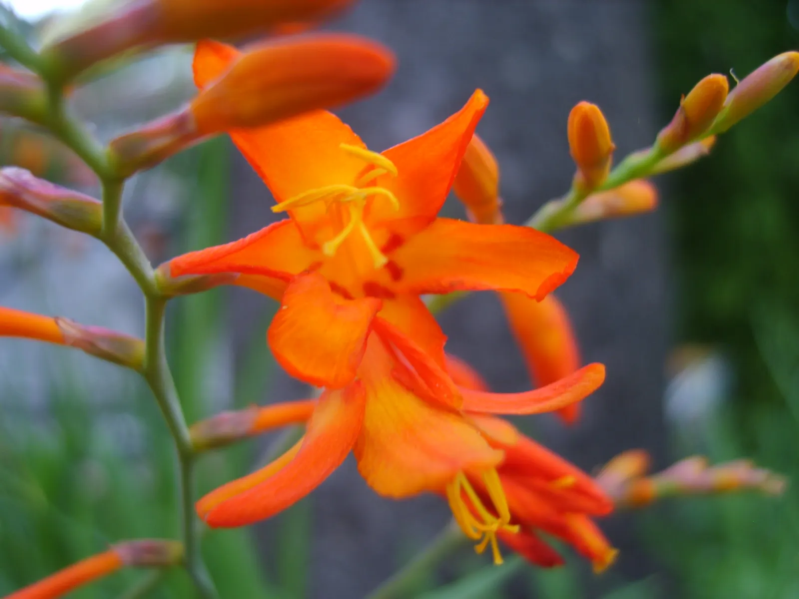 Montbretia (Crocosmia X `Emily Mckenzie`) — making it a captivating feature in beds; and highlighting its resistance to deer, image 89