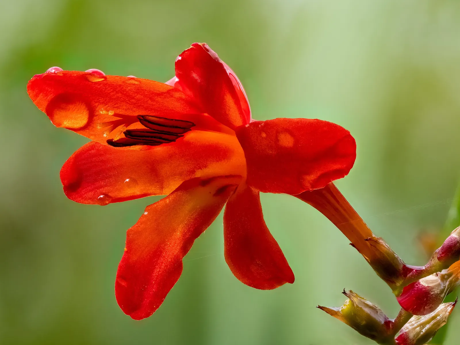 Montbretia (Crocosmia X `Emily Mckenzie`) — Hardy in Zones 5-9, it requires moderate watering and winter mulch in colder areas