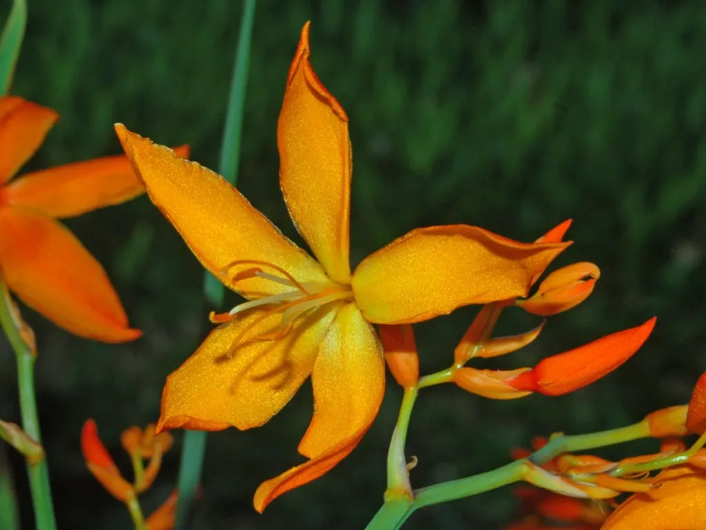 Montbretia (Crocosmia X `Emily Mckenzie`) — gardeners will appreciate its allure to hummingbirds and beneficial insects