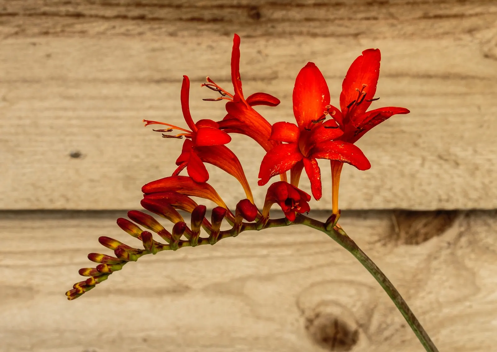 Montbretia (Crocosmia X `Emily Mckenzie`) — Attracts hummingbirds and is deer-resistant; ensuring a commanding presence from midsummer to early