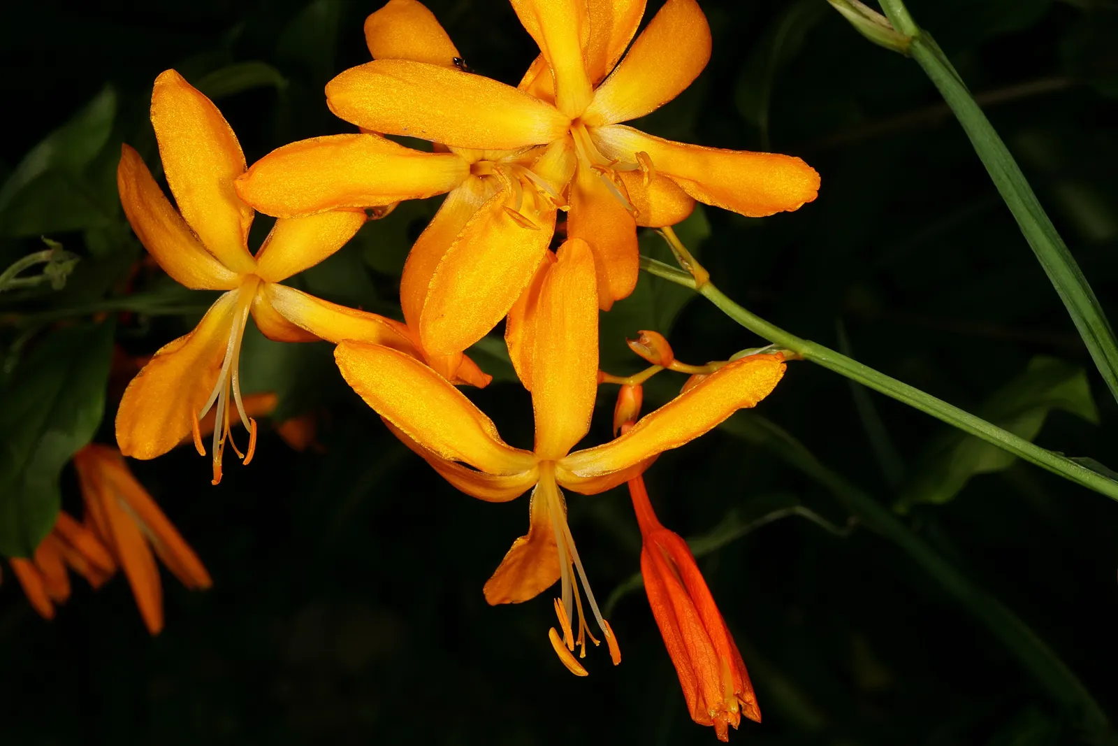 Montbretia (Crocosmia X `Emily Mckenzie`) — or to establish rhythm when planted in drifts; bulb / perennial for full or half, image 71