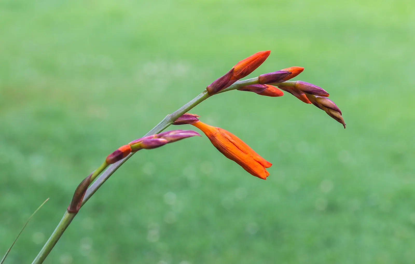 Montbretia (Crocosmia X `Emily Mckenzie`) — funnel-shaped blooms and sword-like foliage; this variety's robust growth habit and moderate water, image 88
