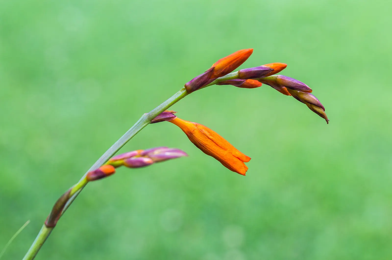 Montbretia (Crocosmia X `Emily Mckenzie`) — bulb / perennial for full or half; can ensure this Crocosmia remains a beloved and enduring component, image 78