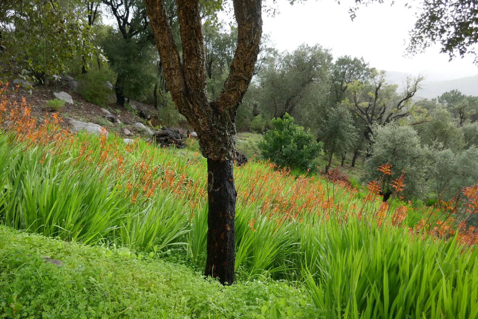 Montbretia (Crocosmia X `Emily Mckenzie`) — Mulching can assist in retaining soil moisture and keeping roots cool.<br><br>For the landscape, image 95