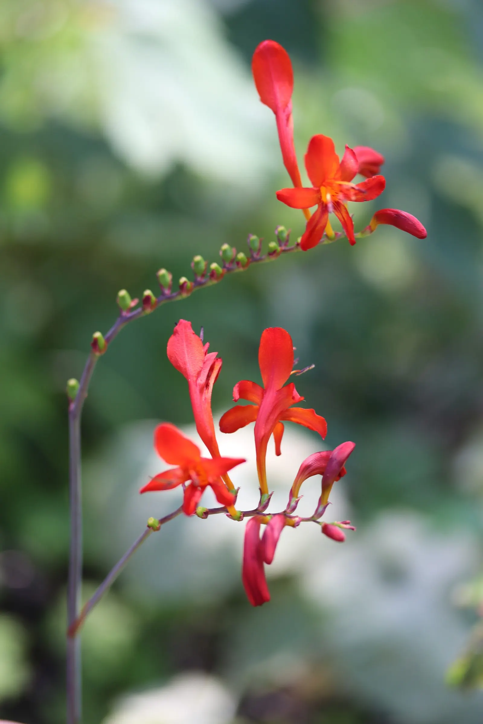 Montbretia (Crocosmia X `Emily Mckenzie`) — `Emily McKenzie` thrives in full sun to partial shade and prefers well-drained; mulching can assist in, image 66