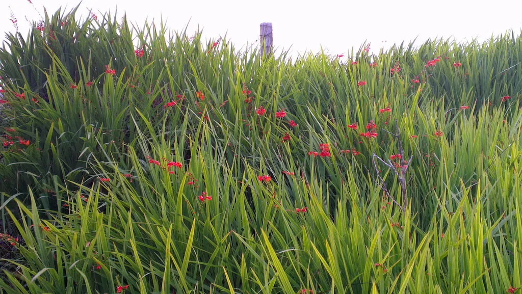 Montbretia (Crocosmia X `Emily Mckenzie`) — ensuring a commanding presence from midsummer to early fall.<br><br>Hardy in USDA zones 5 through 9; funnel-shaped