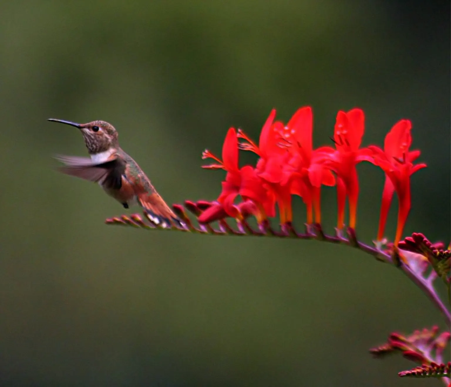 Montbretia (Crocosmia X `Emily Mckenzie`) — can ensure this Crocosmia remains a beloved and enduring component of their garden; boasting vibrant, image 75