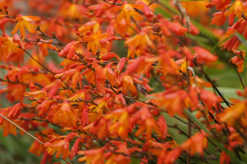 Montbretia (Crocosmia X `Emily Mckenzie`) — Montbretia 'Emily McKenzie' is a striking perennial; thrives in full sun to partial shade and well-drained soil