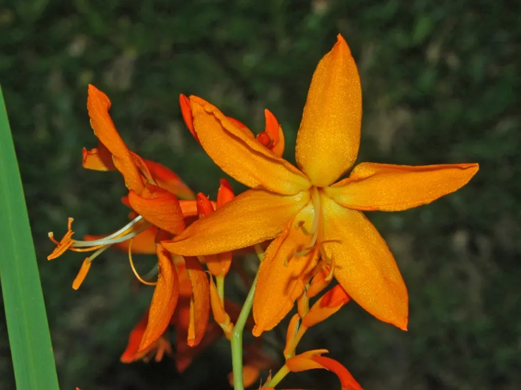 Montbretia (Crocosmia X `Emily Mckenzie`) — or to establish rhythm when planted in drifts; bulb / perennial for full or half, image 97