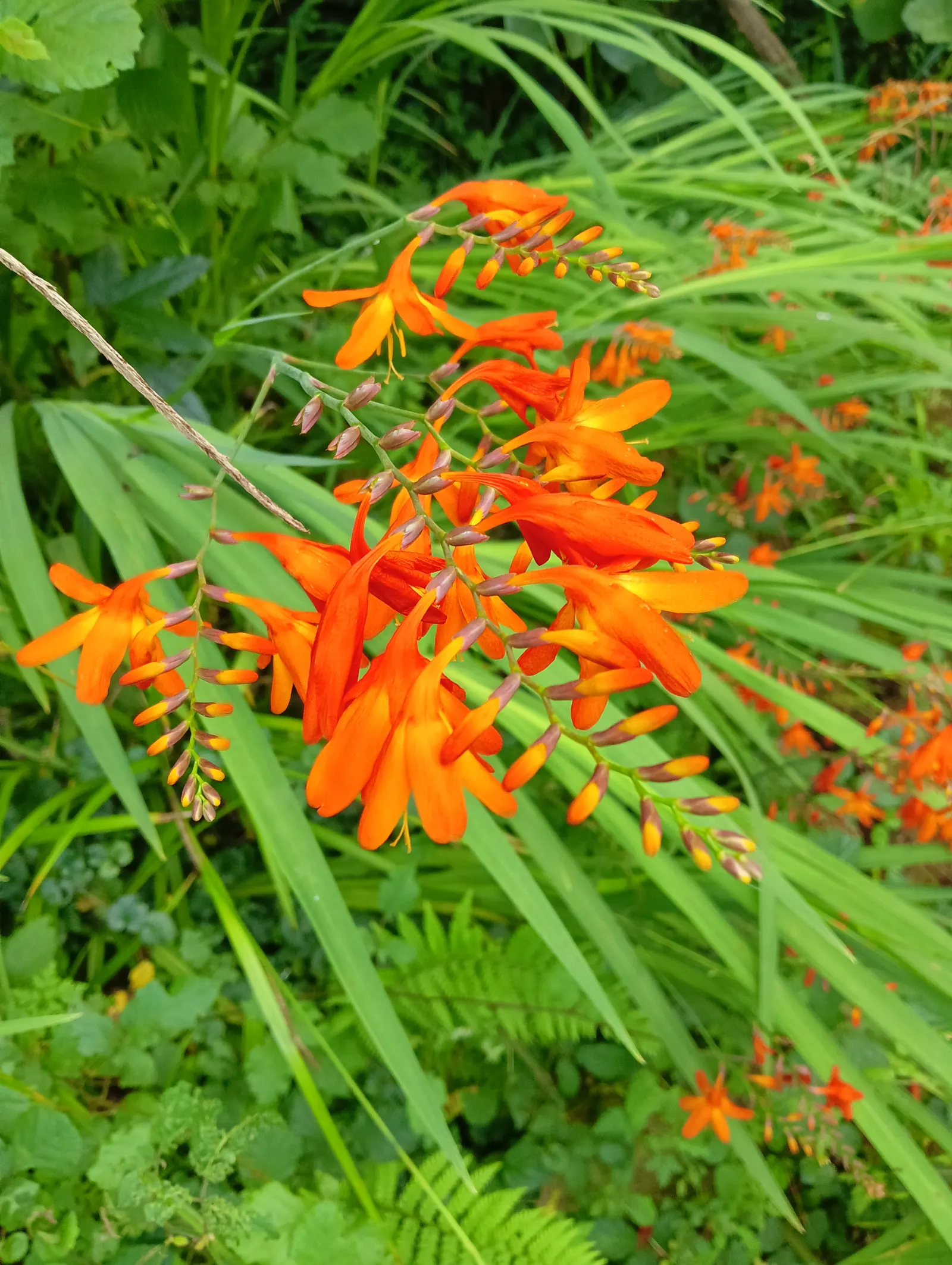 Montbretia (Crocosmia X `Emily Mckenzie`) — each about 2 to 3 inches in diameter; blooming late summer to early fall