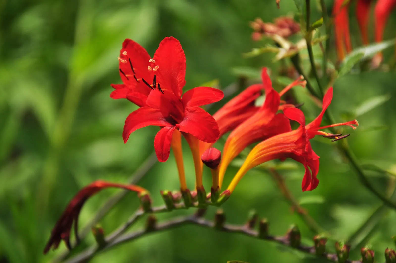Montbretia (Crocosmia X `Emily Mckenzie`) — gardeners will appreciate its allure to hummingbirds and beneficial insects; `Emily McKenzie` thrives in full sun
