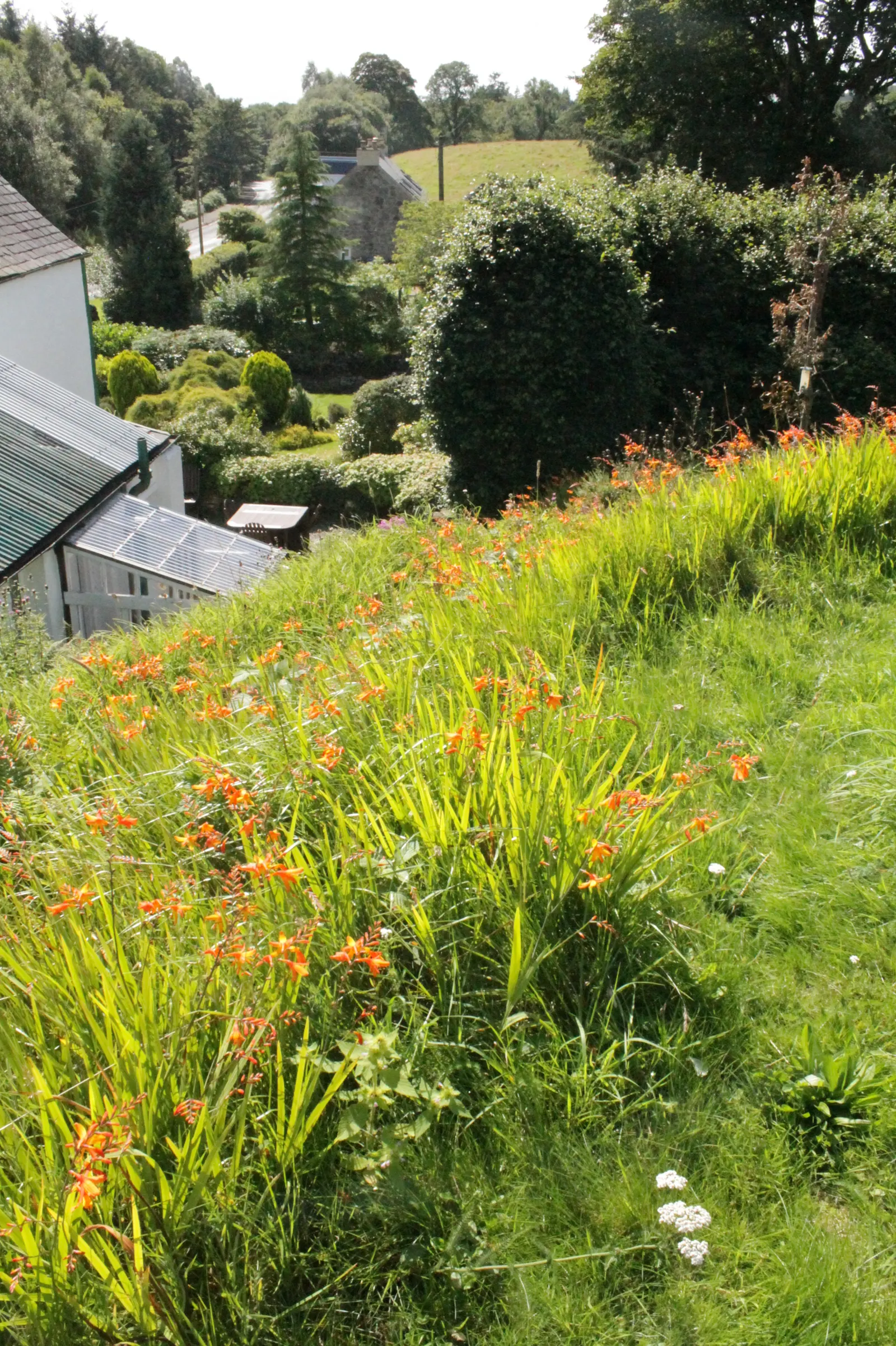 Montbretia (Crocosmia X `Emily Mckenzie`) — orange flowers in the garden; this cultivar shines with its distinctive, image 76