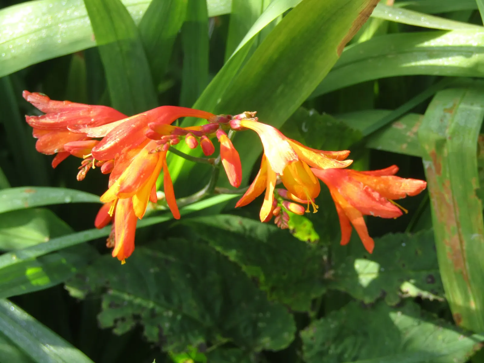 Montbretia (Crocosmia X `Emily Mckenzie`) — A backdrop of evergreen shrubs or a canvas of green grasses can accentuate its fiery color palette