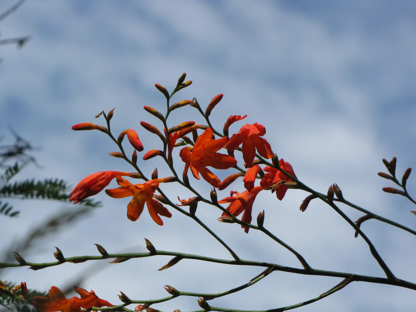 Montbretia (Crocosmia X `Emily Mckenzie`) — and highlighting its resistance to deer; gardeners will appreciate its allure to hummingbirds and, image 100