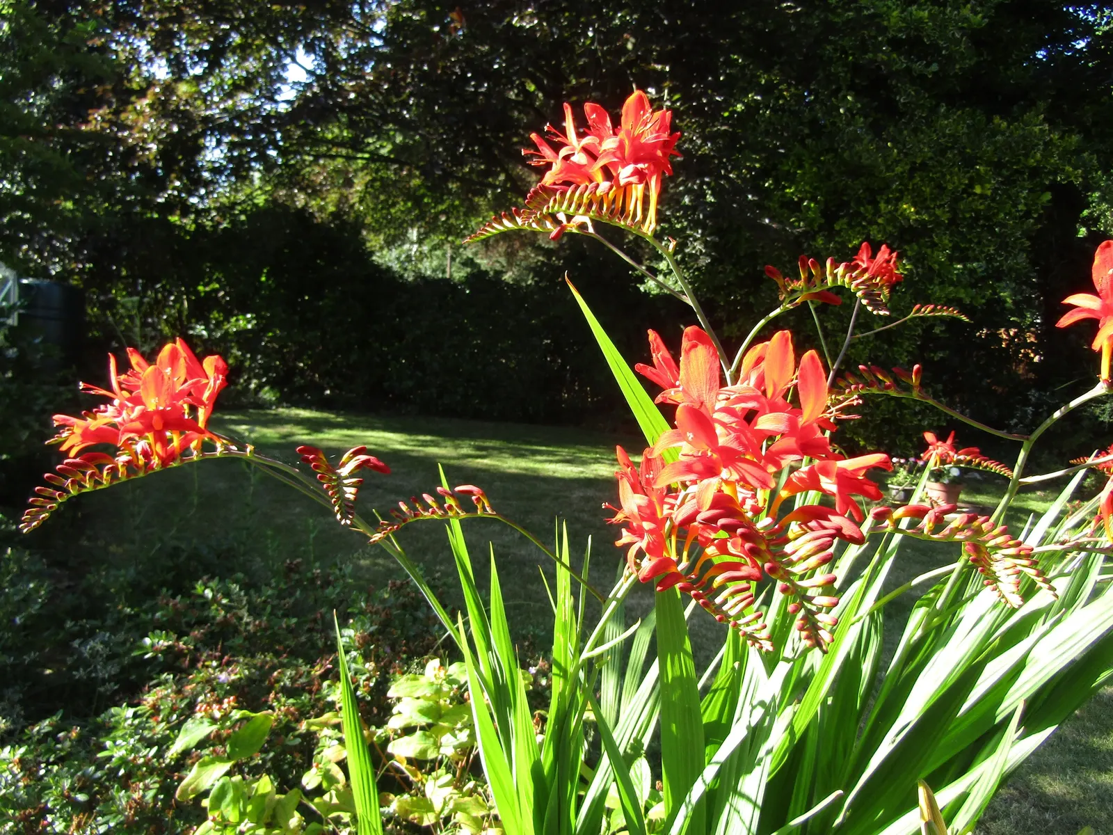 Montbretia (Crocosmia X `Emily Mckenzie`) — and highlighting its resistance to deer