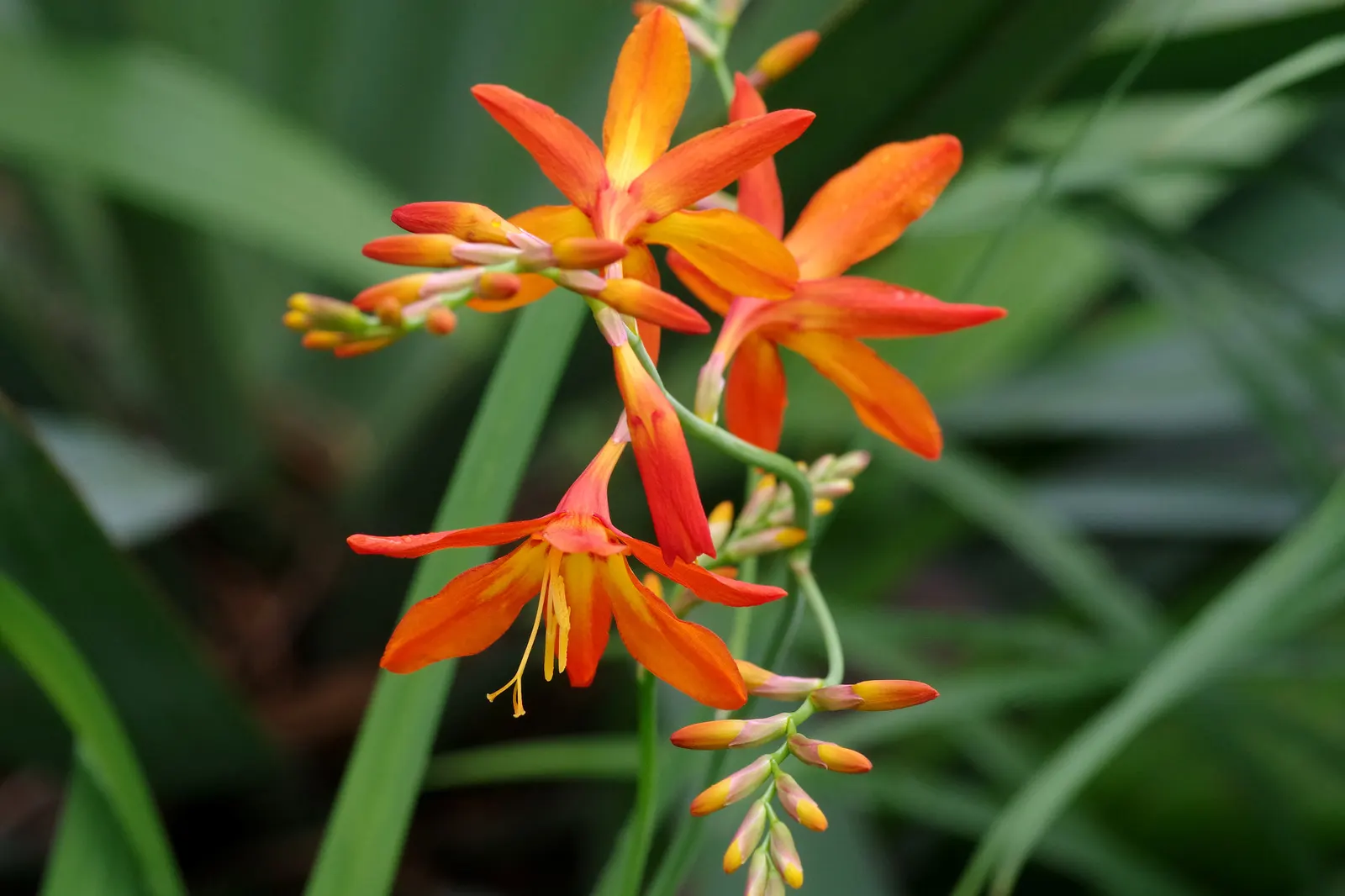 Montbretia (Crocosmia X `Emily Mckenzie`) — making it a captivating feature in beds; and highlighting its resistance to deer, image 63
