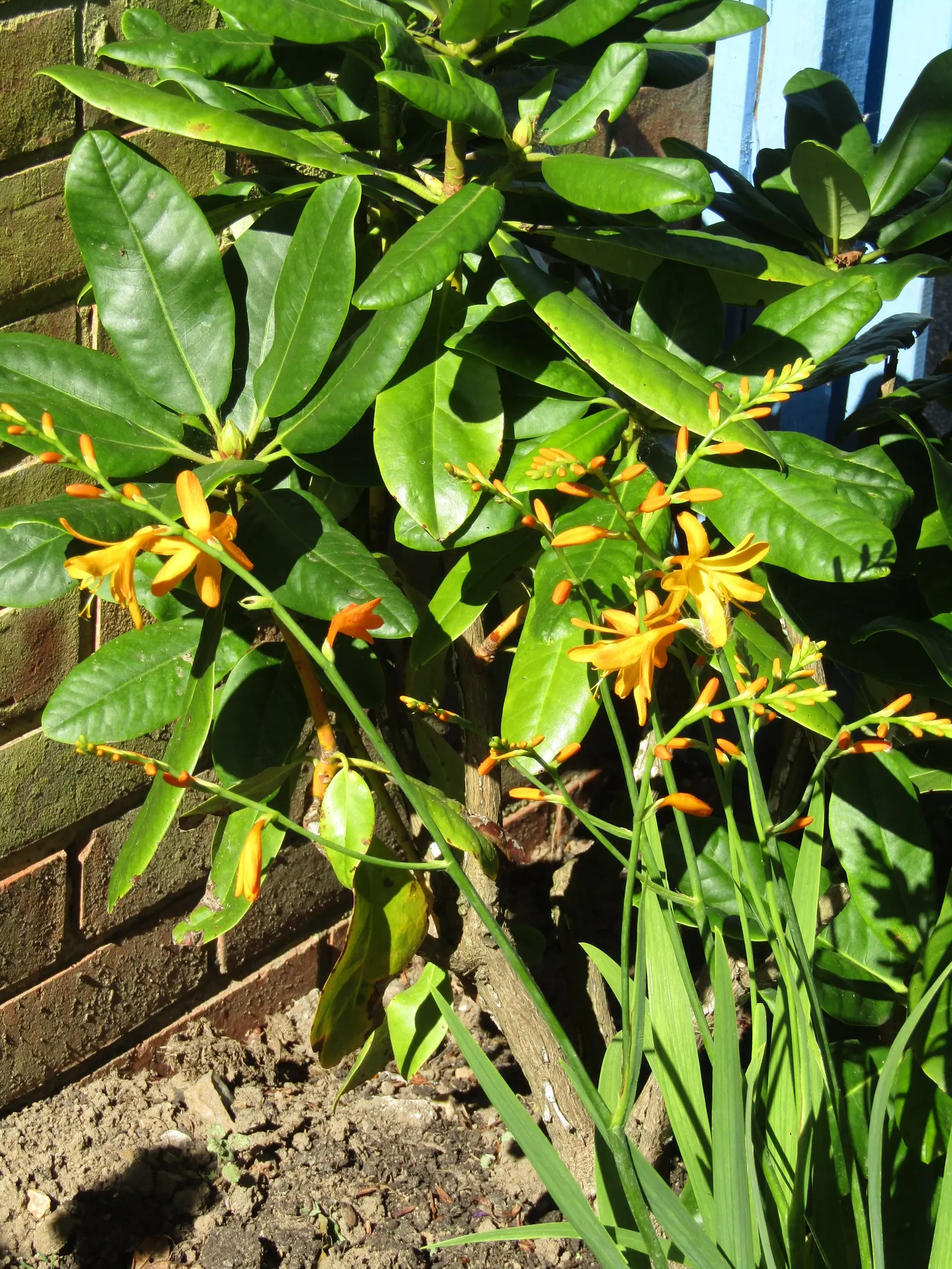 Montbretia (Crocosmia X `Emily Mckenzie`) — This variety's robust growth habit and moderate water requirements make it apt for a low-maintenance garden; orange