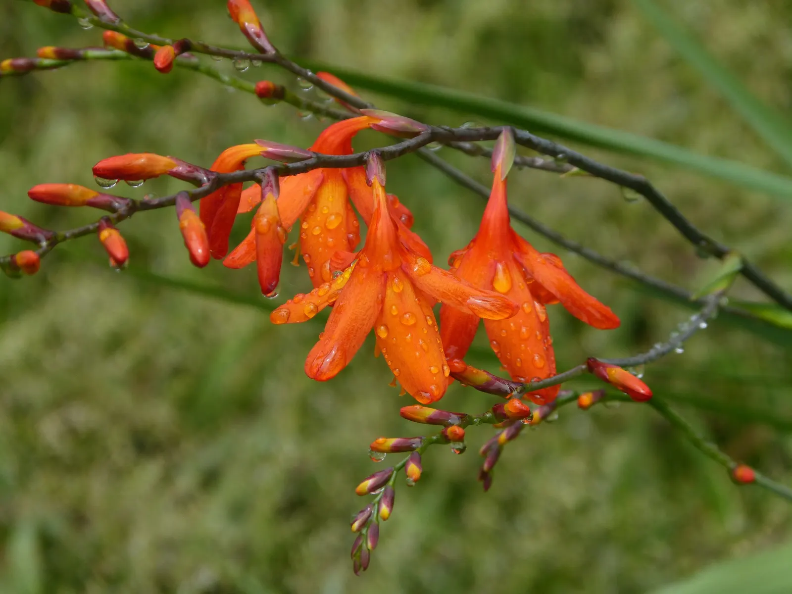 Montbretia (Crocosmia X `Emily Mckenzie`) — A backdrop of evergreen shrubs or a canvas of green grasses can accentuate its fiery color palette, image 98