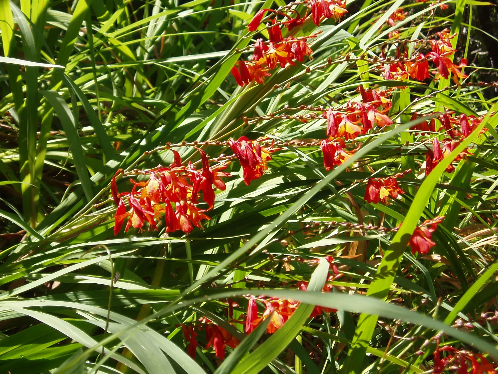 Montbretia (Crocosmia X `Emily Mckenzie`) — and highlighting its resistance to deer; gardeners will appreciate its allure to hummingbirds and, image 74