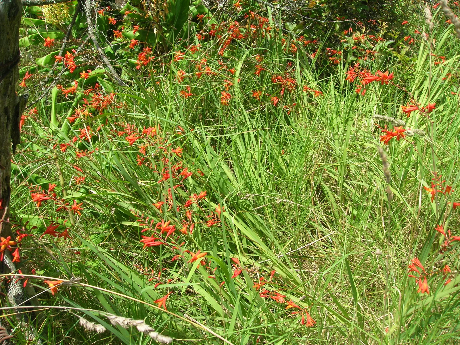Montbretia (Crocosmia X `Emily Mckenzie`) — Hardy in Zones 5-9, it requires moderate watering and winter mulch in colder areas; a backdrop of, image 85