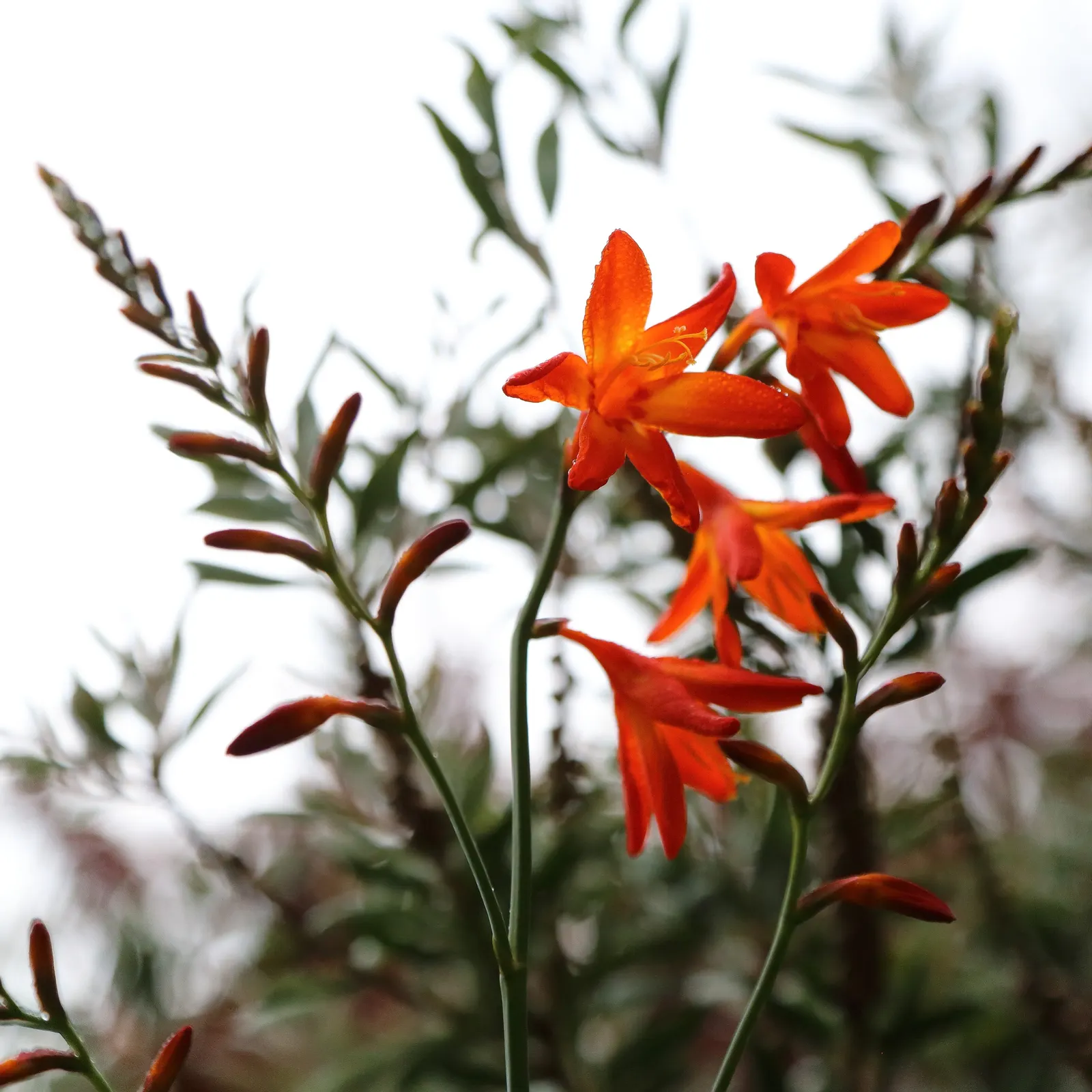Montbretia (Crocosmia X `Emily Mckenzie`) — bulb / perennial with orange blooms; though it may benefit from regular watering during dry spells, image 77