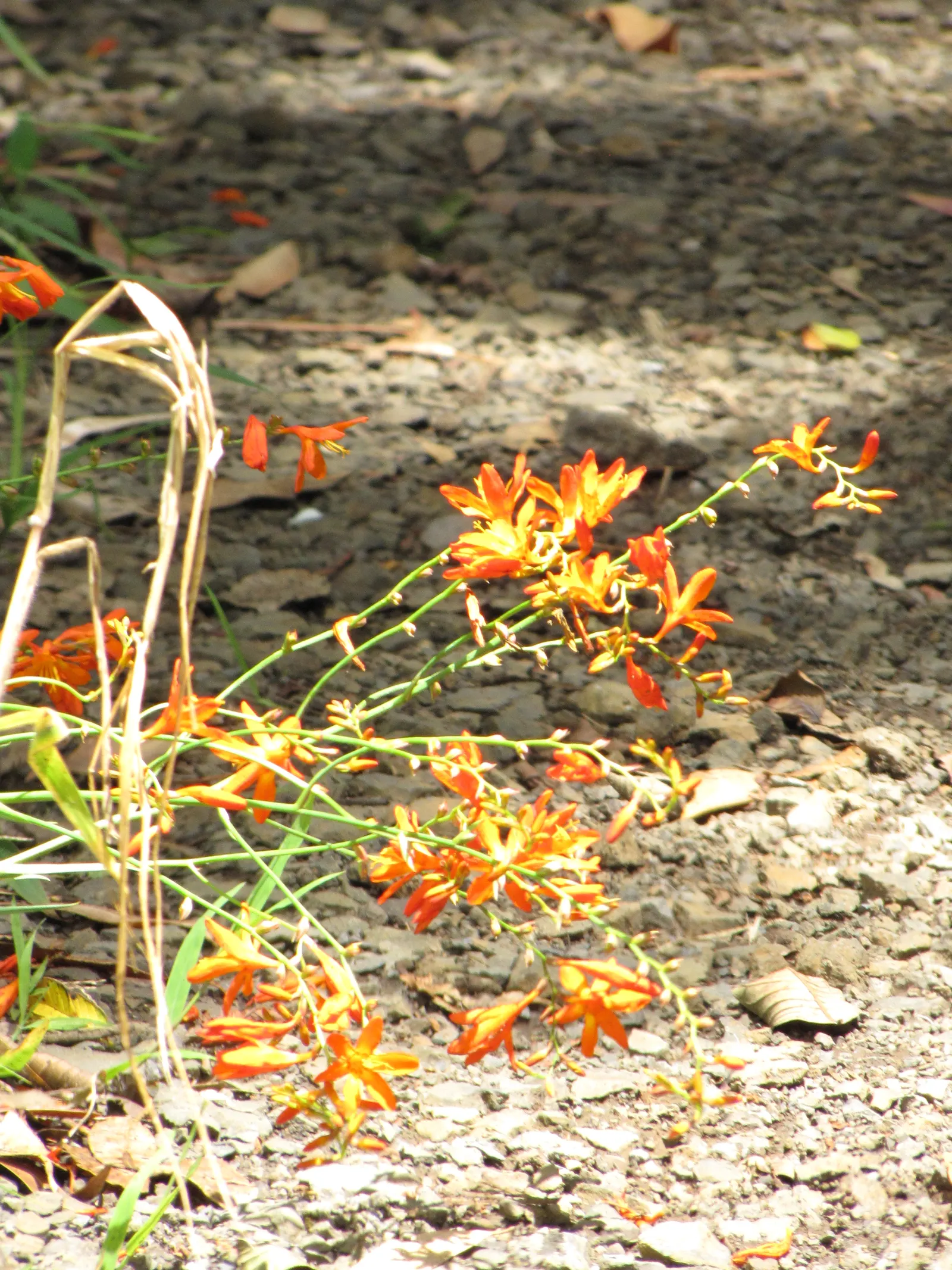 Montbretia (Crocosmia X `Emily Mckenzie`) — this cultivar shines with its distinctive; commonly known as Montbretia, image 61