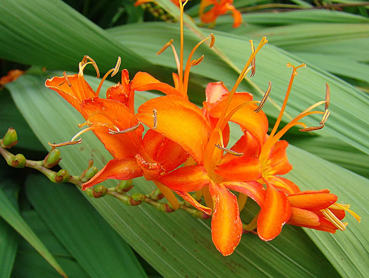 Montbretia (Crocosmia X `Emily Mckenzie`) — or to establish rhythm when planted in drifts; bulb / perennial for full or half