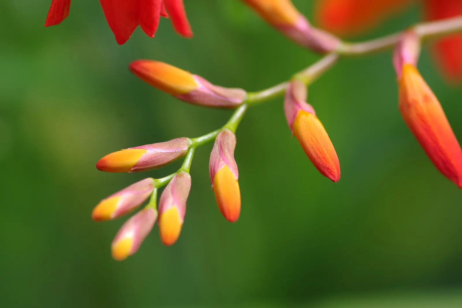 Montbretia (Crocosmia X `Emily Mckenzie`) — `Emily McKenzie` thrives in full sun to partial shade and prefers well-drained; mulching can assist in, image 92