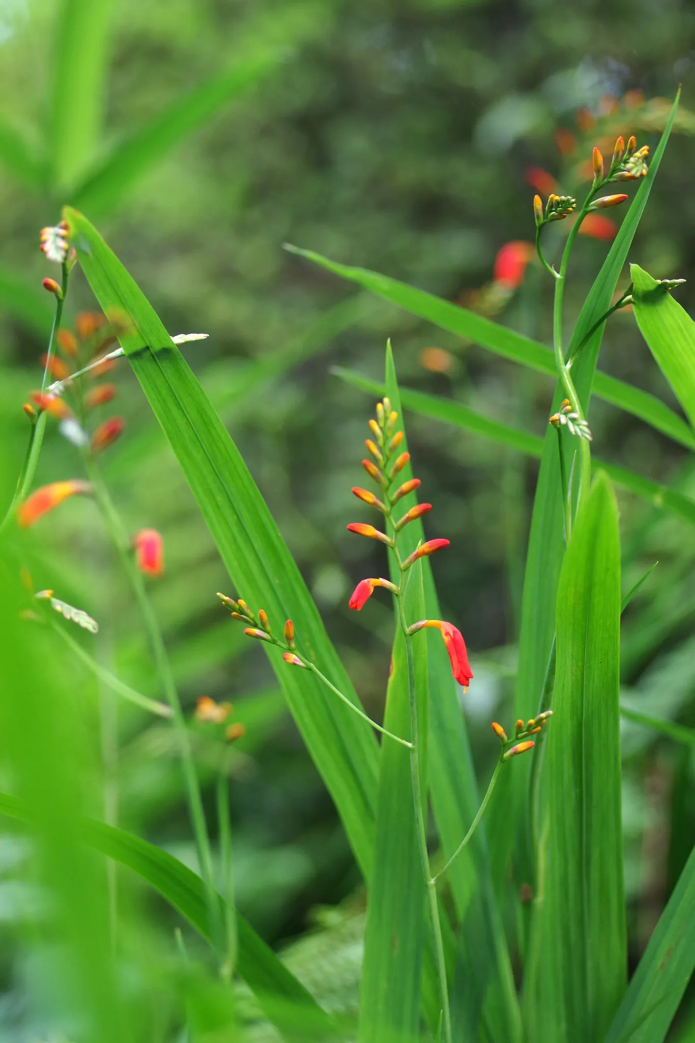 Montbretia (Crocosmia X `Emily Mckenzie`) — boasting vibrant orange flowers with a red eye; making it a captivating feature in beds