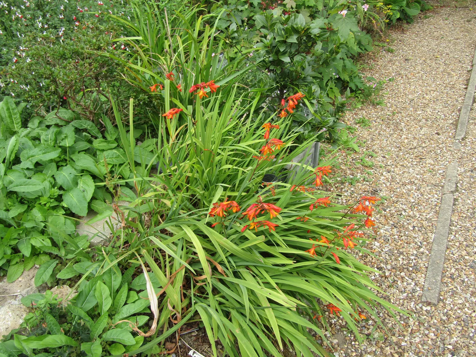 Montbretia (Crocosmia X `Emily Mckenzie`) — funnel-shaped blooms and sword-like foliage; this variety's robust growth habit and moderate water requirements