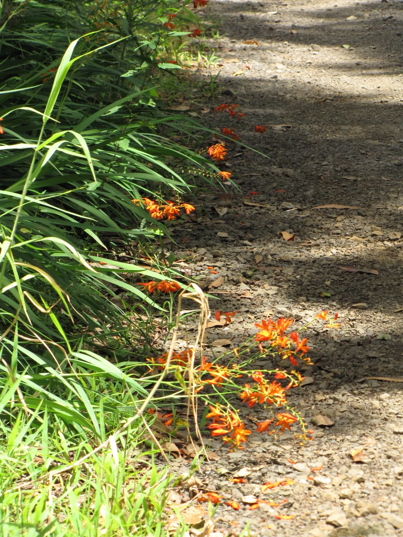Montbretia (Crocosmia X `Emily Mckenzie`) — each about 2 to 3 inches in diameter; blooming late summer to early fall, image 90