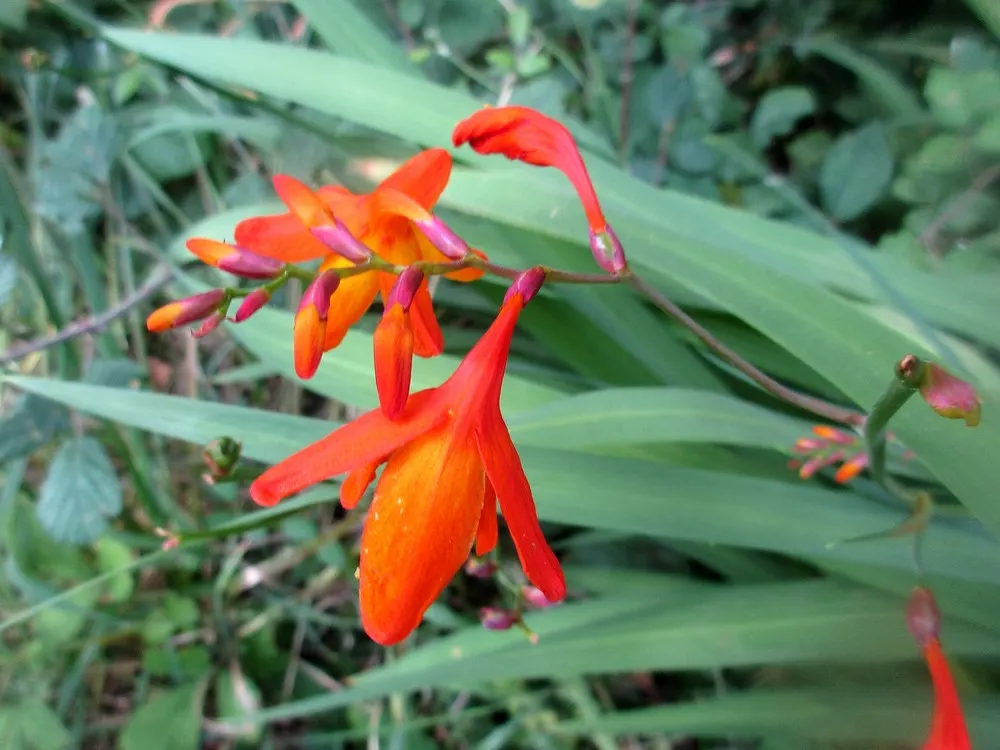 Montbretia (Crocosmia X `Emily Mckenzie`) — each about 2 to 3 inches in diameter; blooming late summer to early fall, image 64
