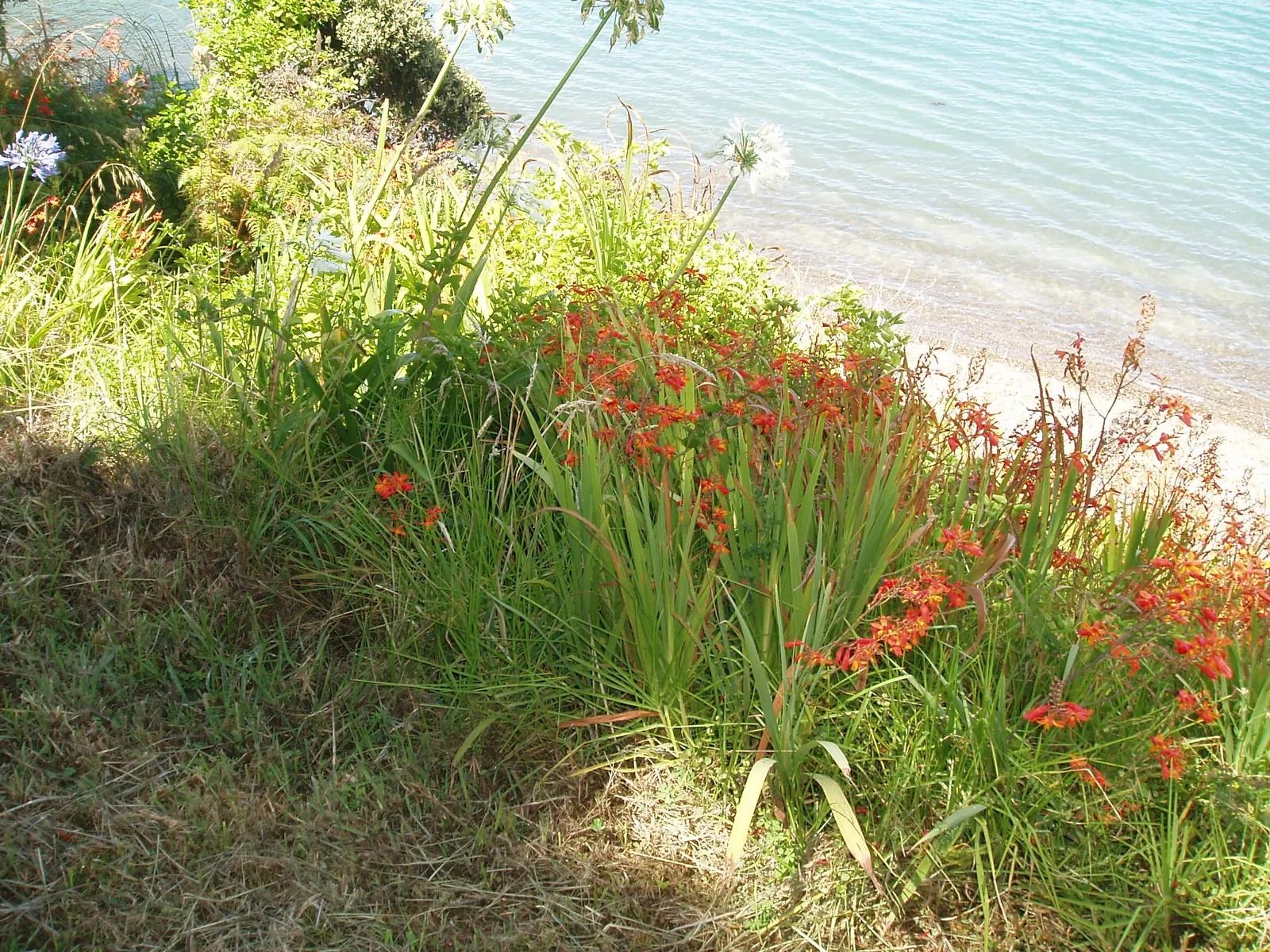 Montbretia (Crocosmia X `Emily Mckenzie`) — Mulching can assist in retaining soil moisture and keeping roots cool.<br><br>For the landscape, image 69