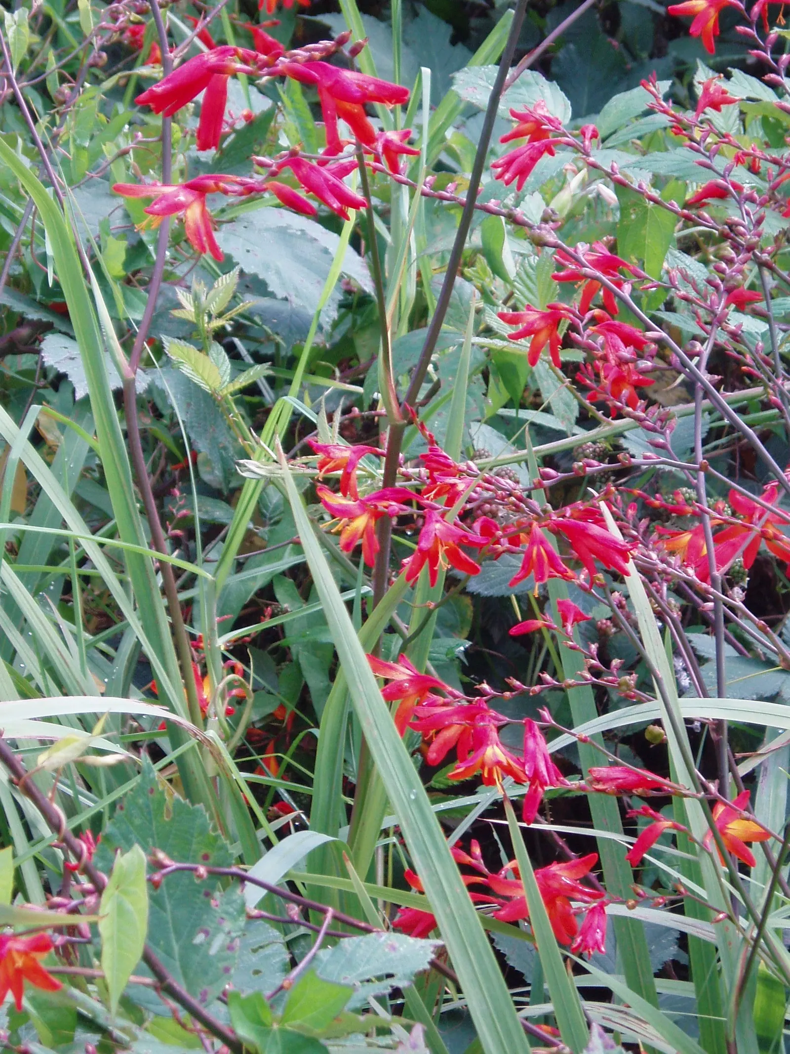 Montbretia (Crocosmia X `Emily Mckenzie`) — blooming late summer to early fall