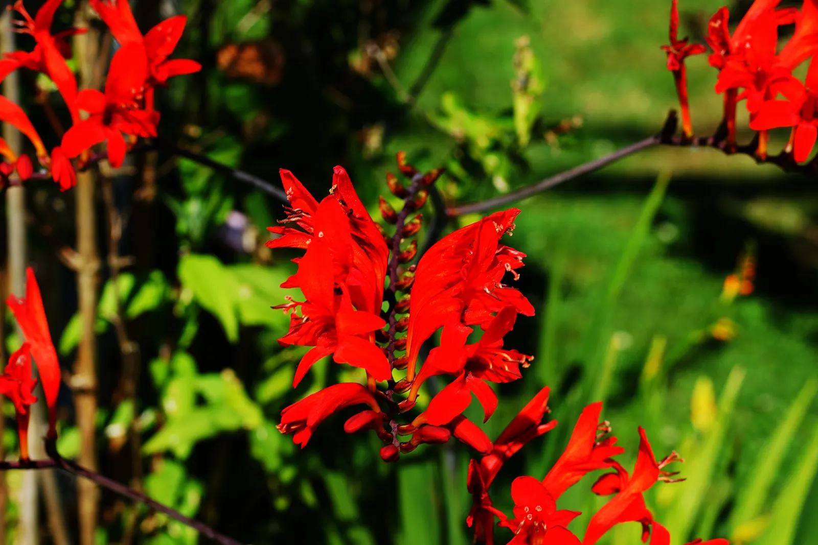 Montbretia (Crocosmia X `Emily Mckenzie`) — bulb / perennial for full or half