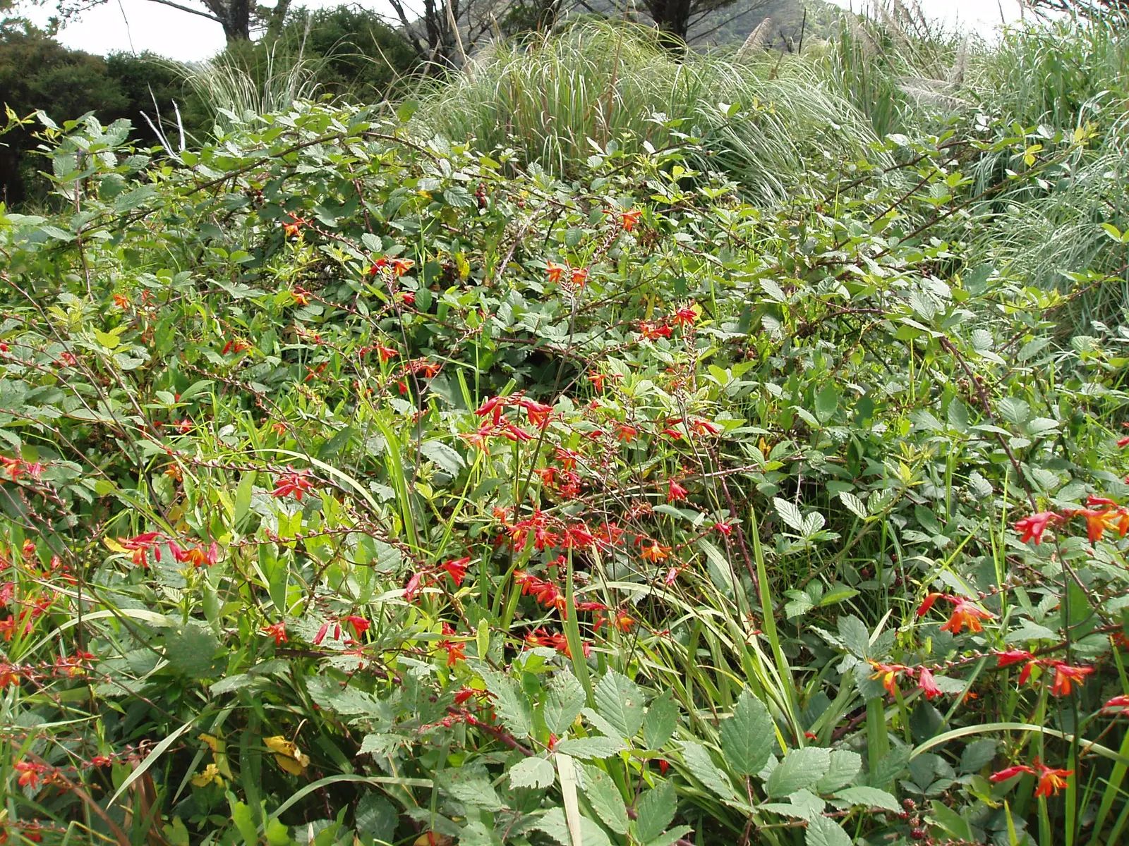 Montbretia (Crocosmia X `Emily Mckenzie`) — Attracts hummingbirds and is deer-resistant; ensuring a commanding presence from midsummer to early, image 84