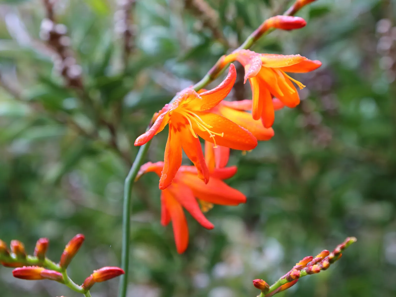 Montbretia (Crocosmia X `Emily Mckenzie`) — incorporating Montbretia `Emily McKenzie` offers an opportunity to create focal points with its warm, image 70
