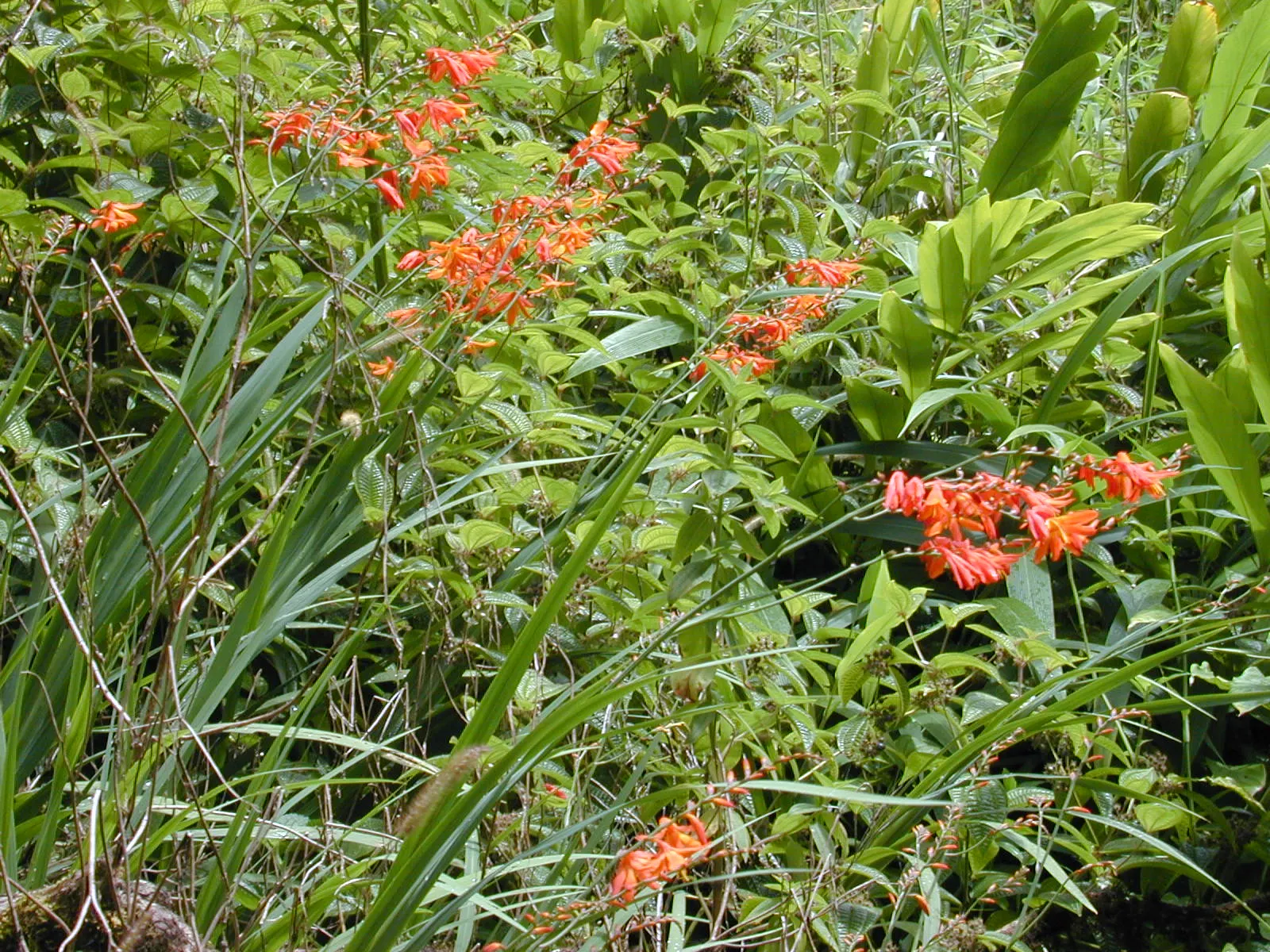 Montbretia (Crocosmia X `Emily Mckenzie`) — Thrives in full sun to partial shade and well-drained soil; bulb / perennial with orange blooms, image 82
