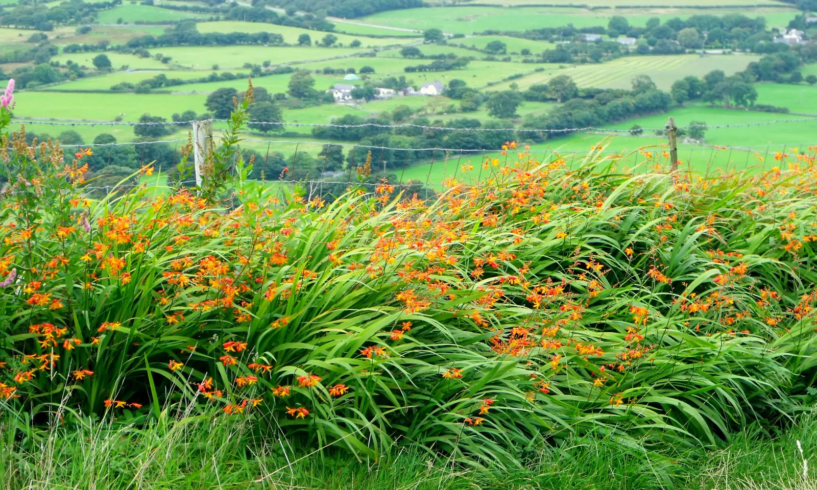 Montbretia (Crocosmia X `Emily Mckenzie`) — funnel-shaped blooms and sword-like foliage