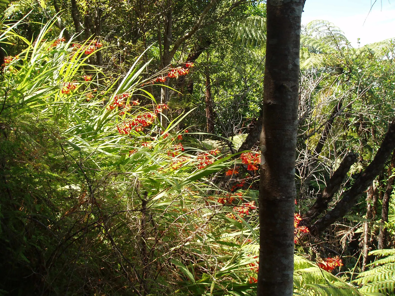 Montbretia (Crocosmia X `Emily Mckenzie`) — funnel-shaped blooms and sword-like foliage; this variety's robust growth habit and moderate water, image 62
