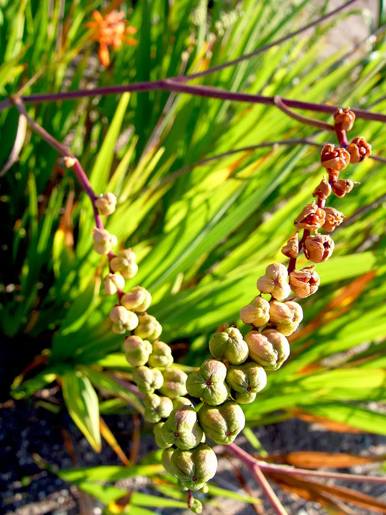 Montbretia (Crocosmia X `Emily Mckenzie`) — Commonly known as Montbretia