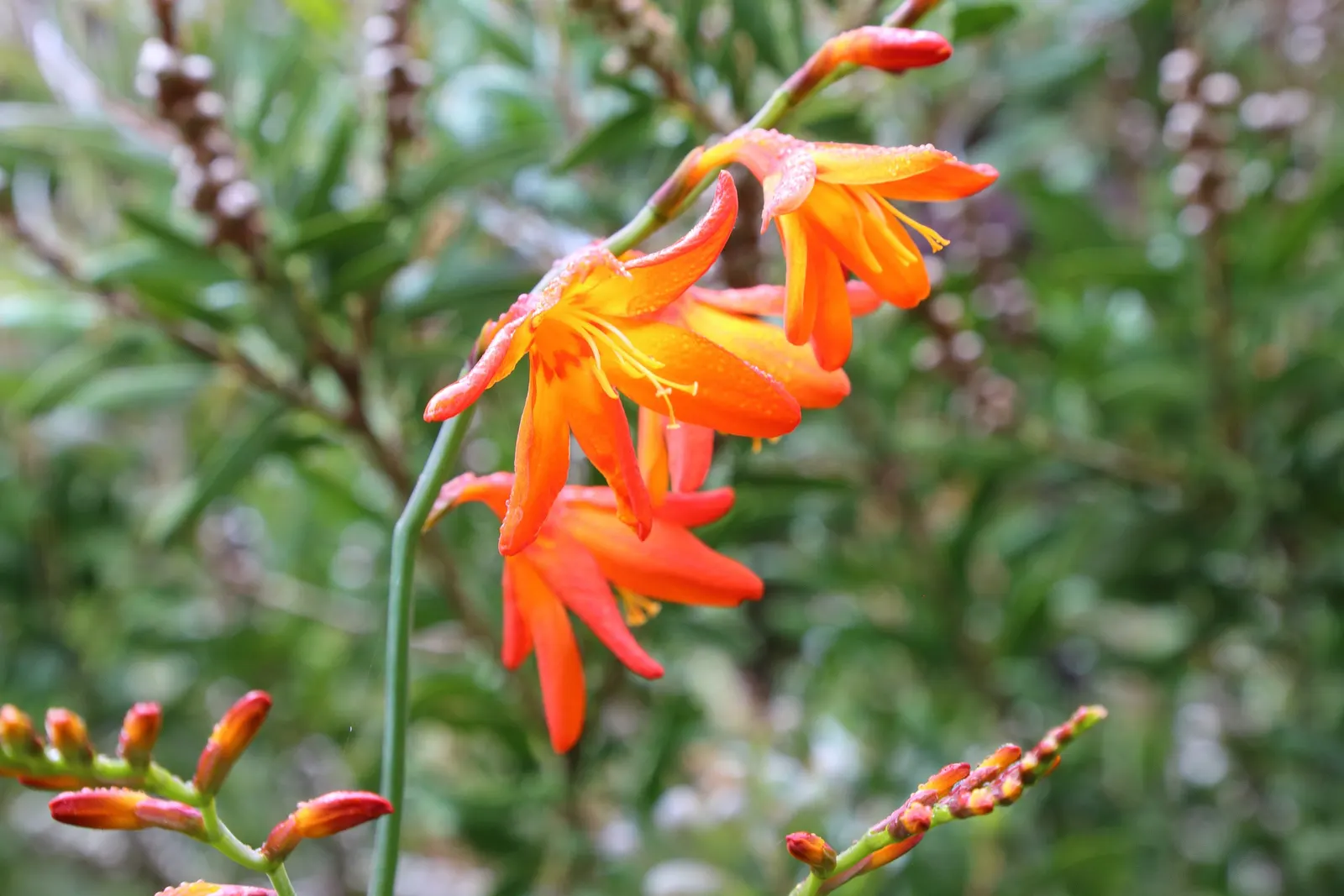 Montbretia (Crocosmia X `Emily Mckenzie`) — blooming late summer to early fall; incorporating Montbretia `Emily McKenzie` offers an opportunity to create focal