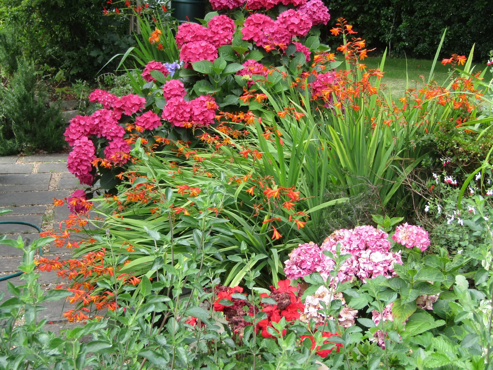 Montbretia (Crocosmia X `Emily Mckenzie`) — A backdrop of evergreen shrubs or a canvas of green grasses can accentuate its fiery color palette, image 72
