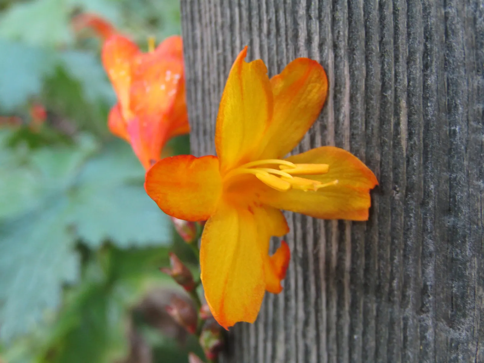 Montbretia (Crocosmia X `Emily Mckenzie`) — This variety's robust growth habit and moderate water requirements make it apt for a low-maintenance garden